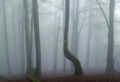 Niebla en los bosque de Pirineos, Urepel, Francia