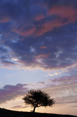 Atardecer en el parque natural Urbasa Andia. Espino albar al atardecer en el parque natural de Urbasa-Andia, Navarra