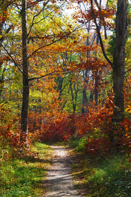 Otoño en los bosques de la Sakana, Altsasu, Navarra