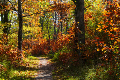 Camino en los bosques de Altsasu en otoño, Navarra