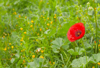 Amapola roja en campo de Aragón — primer plano.
Primer plano de una amapola roja en un campo primaveral de Aragón, España. Flores y tallos verdes en contraste con el intenso rojo del pétalo; luz natural suave y fondo desenfocado que resalta textura y detalle. Imagen de uso libre y solidario para proyectos educativos, ecología y material editorial. Composición centrada y tonos vibrantes que transmiten calma y naturaleza.