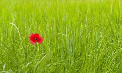 Amapola roja en campo cereal de Aragón.
Amapola roja aislada en un vasto campo de cereales verdes de Aragón. Imagen libre para uso solidario y proyectos sin IA; ideal para fondos, educación ambiental y diseño editorial. Licencia abierta y descarga gratuita para difusión y uso responsable en medios y campañas comunitarias.

