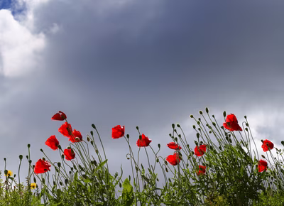 Amapolas rojas junto al camino en Aragón.
Descarga gratis esta hermosa fotografía de amapolas rojas silvestres creciendo junto a un camino rural en Aragón. El contraste de las flores con el cielo cubierto de nubes captura la esencia del paisaje aragonés en primavera. Una imagen ideal para proyectos solidarios, educativos o fondos de pantalla. Explora nuestro stock de fotos libres de derechos en el sitio web VerFotos.

