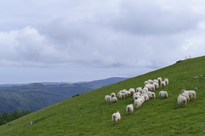 Fotos de ovejas en prados del monte Errenga.
Esta fotografía muestra un rebaño de ovejas latxas en los prados verdes del monte Errenga. El paisaje pertenece a la zona montañosa de Navarra. La imagen destaca la naturaleza rural de la región. El autor ofrece esta fotografía de forma gratuita. Usted puede descargar el archivo para proyectos editoriales, educativos o solidarios sin pagar derechos de autor.